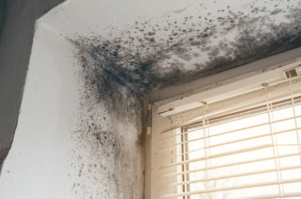 Affordable Commercial Mold Remediation solutions in Bordentown, NJ